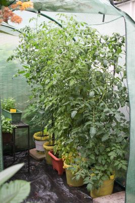Tomaten im Gewächshaus