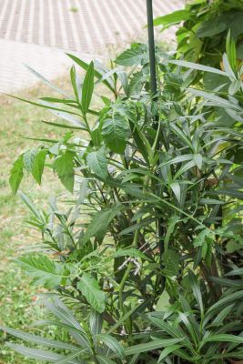 Tomatenpflanze im Oleander