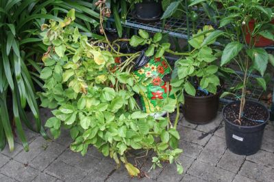 Kartoffeln im Sack