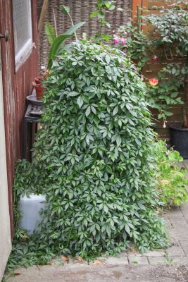 Jiaogulan auf Abwegen