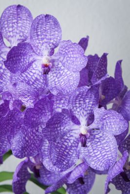 Vanda Sansai Blue