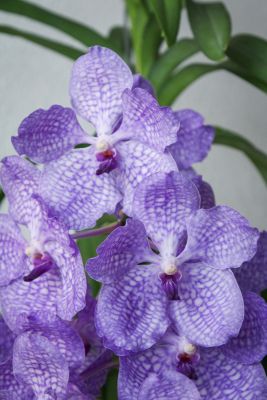 Vanda Sansai Blue