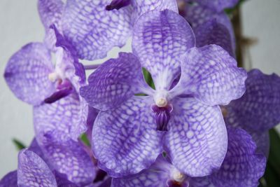 Vanda Sansai Blue