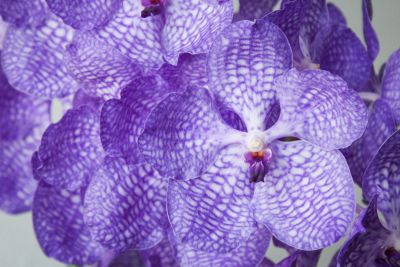 Vanda Sansai Blue