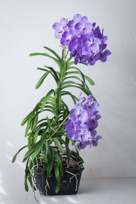 30 Blüten an Vanda Sansai Blue