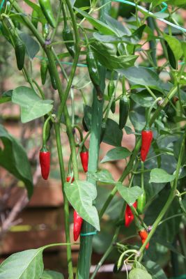 Chili Aci Biber (Schärfegrad 4)