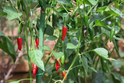 Chili Aci Biber (Schärfegrad 4)