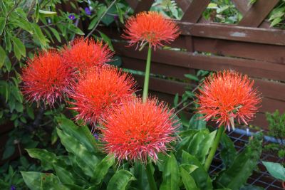 Blutblume (Scadoxus multiflorus) 