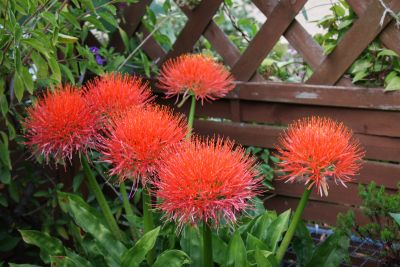 Blutblume (Scadoxus multiflorus) 