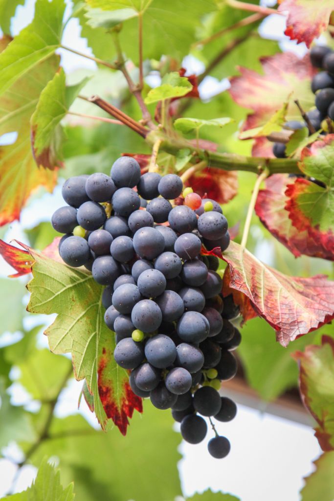 10 kg Königliche Esther Große WeintraubenErnte » Majas Pflanzenblog