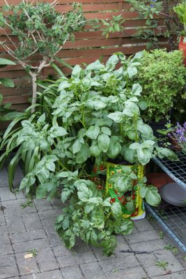 Kartoffeln im Sack vollsonnig