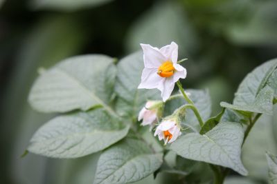 Kartoffel-Blüte