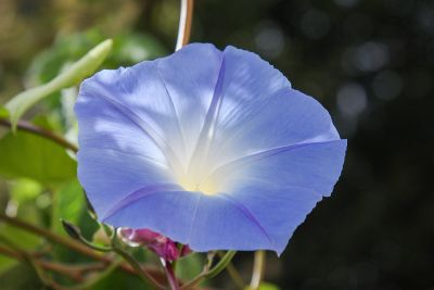 Himmelblaue Prunkwinde