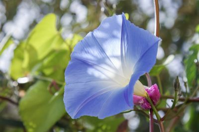 Himmelblaue Trichterwinde