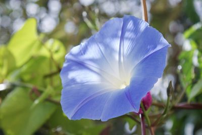 Himmelblaue Trichterwinde
