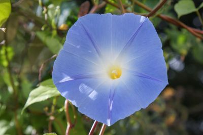 Himmelblaue Prunkwinde