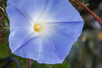 Himmelblaue Trichterwinde