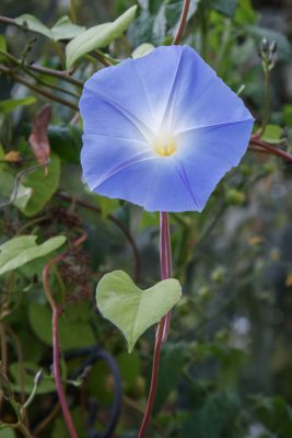 Himmelblaue Trichterwinde