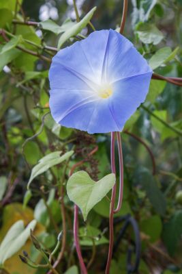 Himmelblaue Prunkwinde