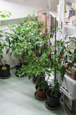 Chili-Pflanzen überwintern