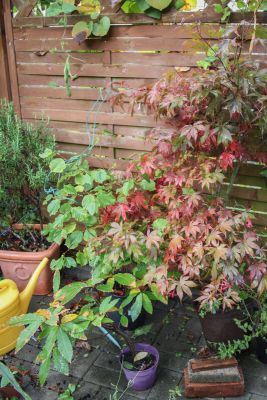 Laubbäume mit Herbstfärbung