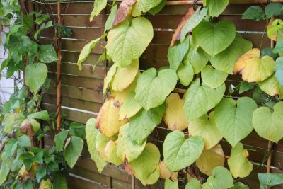 Pfeifenwinde mit Herbstfärbung