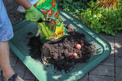 Kartoffeln im Sack ernten