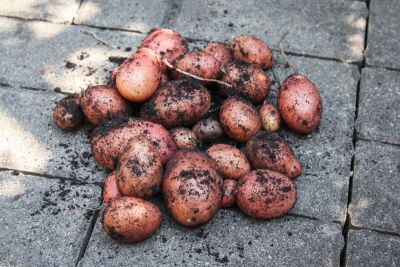 Frische Laura Kartoffeln