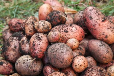 Eigene Kartoffeln im Sack