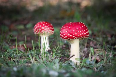 Fliegenpilz (Amanita muscaria)