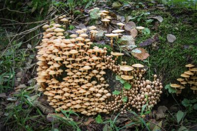 Gemeine Stockschwämmchen (Kuehneromyces mutabilis)