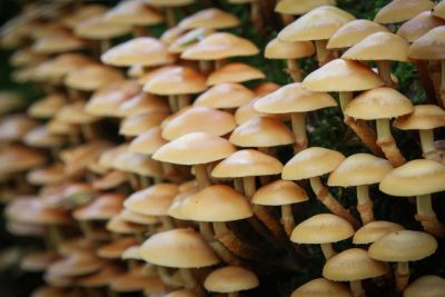 Gemeine Stockschwämmchen (Kuehneromyces mutabilis)