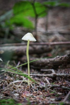 Dehnbaren Helmling (Mycena epipterygia)