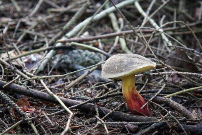 Rotfußröhrling (Xerocomellus chrysenteron)