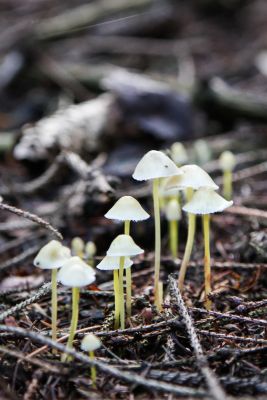 Dehnbaren Helmling (Mycena epipterygia)