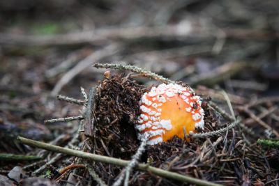 Fliegenpilz (Amanita muscaria)