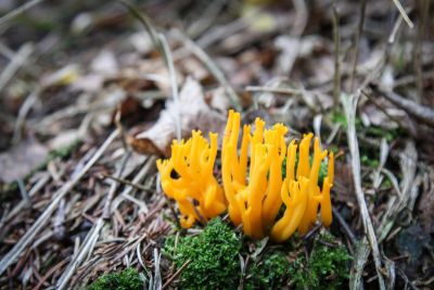 Klebriger Hörnling (Calocera viscosa)