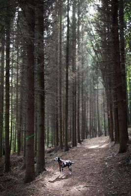 Fleckentier im Wald