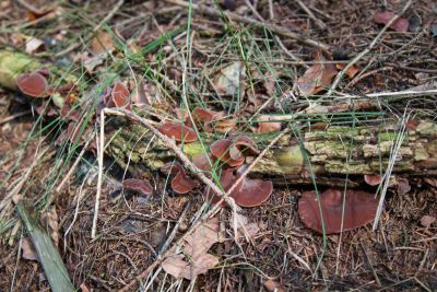 Judasohr (Auricularia auricula-judae)