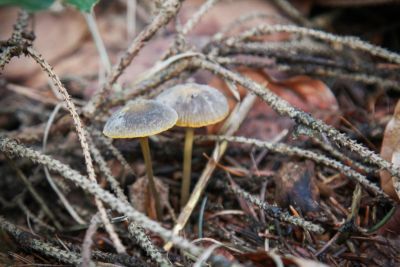 Orangeschneidiger Helmling (Mycena aurantiomarginata)