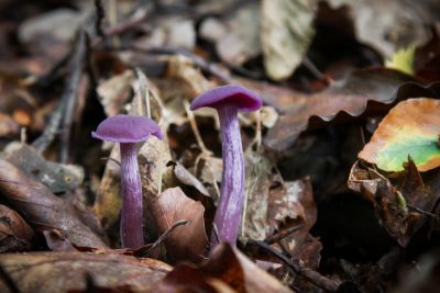 Violetter Lacktrichterling (Laccaria amethystea)