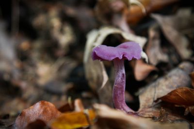 Violetter Lacktrichterling (Laccaria amethystea)