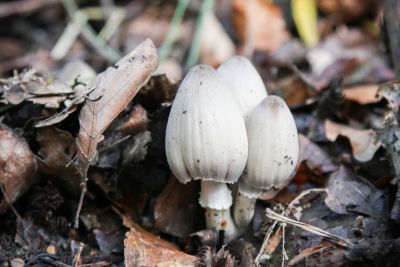 Falten-Tintling (Coprinopsis atramentaria)