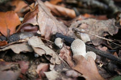 Igelstäubling (Lycoperdon echinatum)