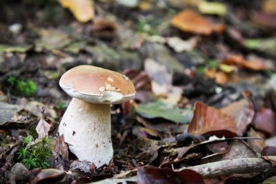 Sommer-Steinpilz (Boletus aestivalis)