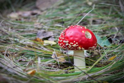 Fliegenpilz (Amanita muscaria)