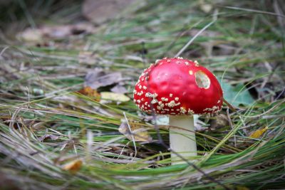 Fliegenpilz (Amanita muscaria)