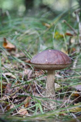 Gemeiner Birkenpilz (Leccinum scabrum)