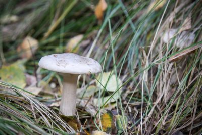 Nebelgrauer Trichterling (Clitocybe nebularis)