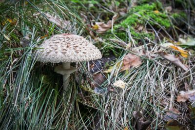 Gemeiner Safranschirmling (Chlorophyllum rachodes)